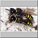 Ectemnius lapidarius - Grabwespe 01c 9-11mm Paarung Teverener Heide.jpg